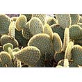 cacti