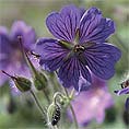 cranesbill