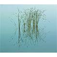 reeds